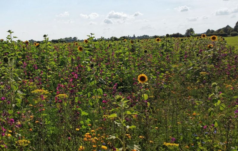 sunflowerfield_joanna_w.jpg
